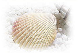 天然素材100%の国産貝殻